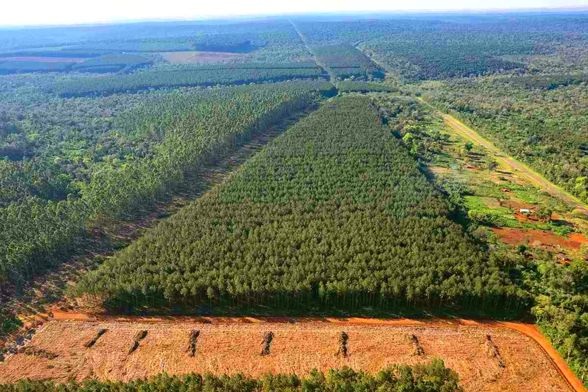 Estudio de campo en la selva